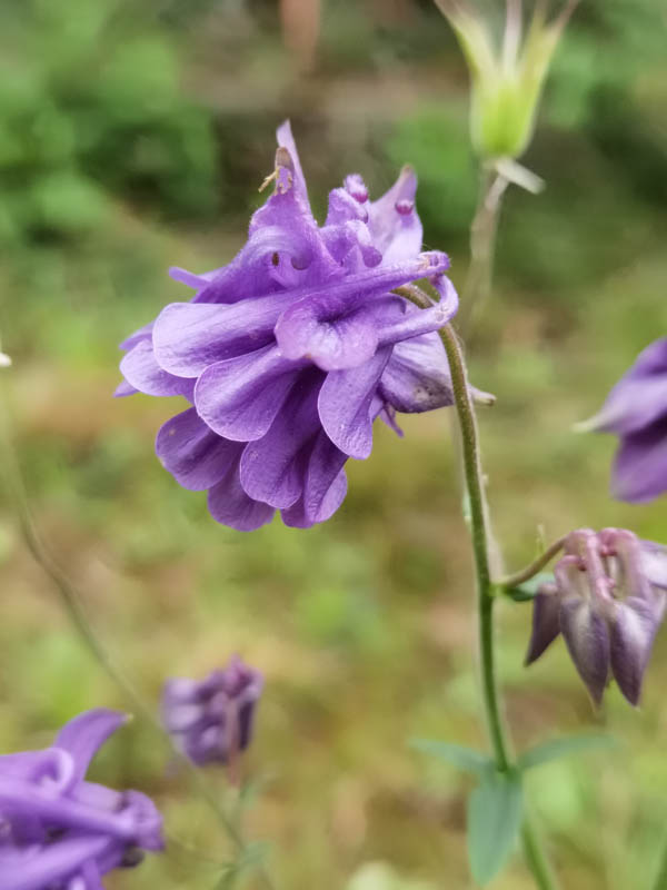 Aquilegia hort double